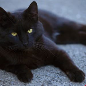 Former Ransomware Negotiator Pleads Guilty to Aiding BlackCat Cybercrime Gang