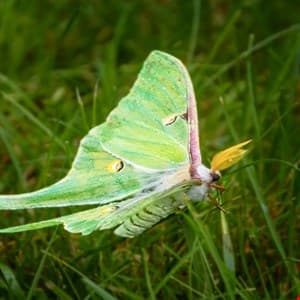 Luna Moth Ransomware Group Internal Operations Exposed Through Leaked Documents