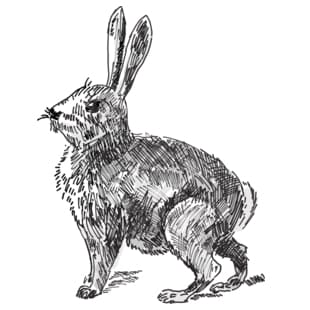 New TryHackMe Challenge: Year of the Rabbit