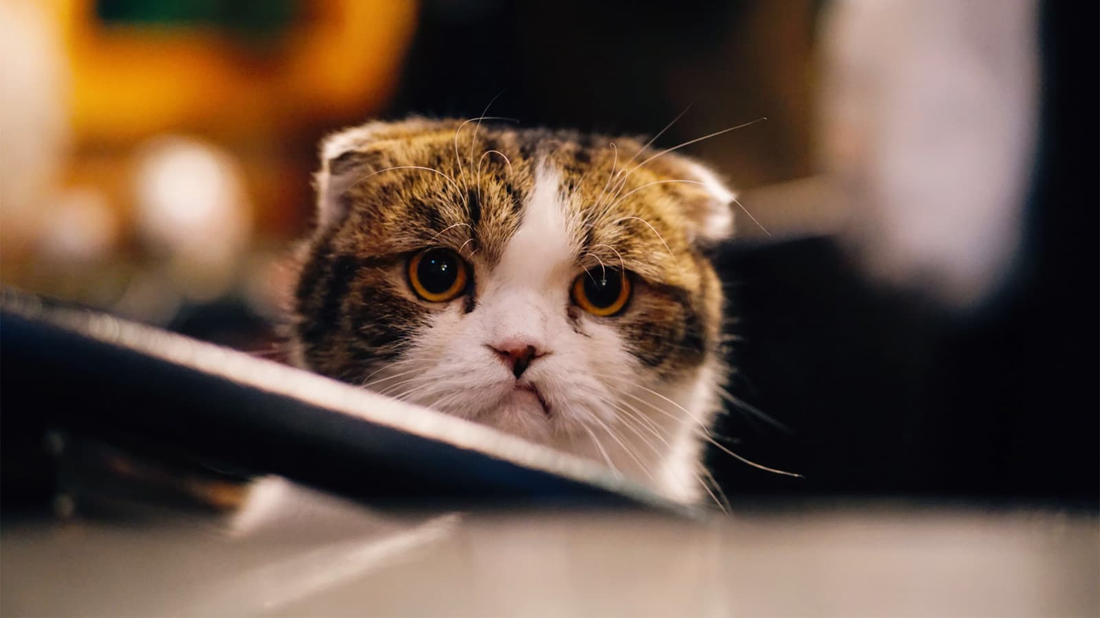 Compilation of 16 Billion Stolen Credentials Revealed