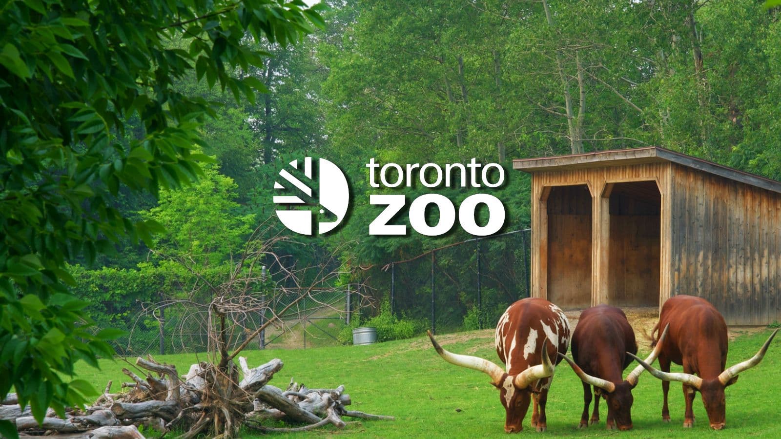 Toronto Zoo Provides Update on January 2024 Ransomware Attack